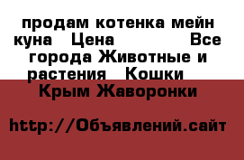 продам котенка мейн-куна › Цена ­ 35 000 - Все города Животные и растения » Кошки   . Крым,Жаворонки